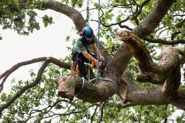 Reliable South Tucson, AZ Tree Removal Services Solutions