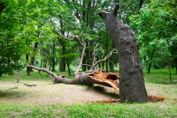 How Our Tree Care Process Works  in  South Tucson, AZ