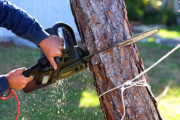 Best Hazardous Tree Removal  in South Tucson, AZ