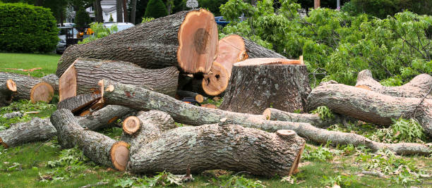 Best Residential Tree Removal  in South Tucson, AZ