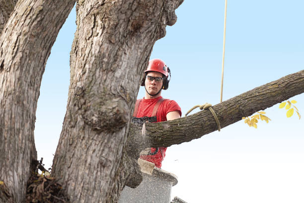 Best Tree Risk Assessment  in South Tucson, AZ