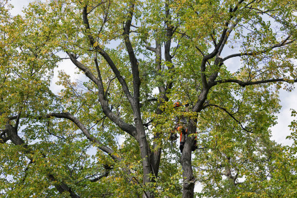 Best Emergency Tree Removal  in South Tucson, AZ